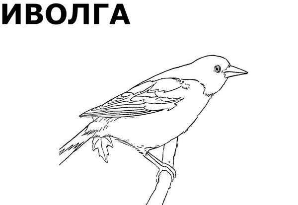 Птицы раскраска для детей