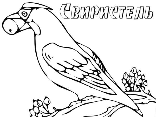 Птицы. Раскраска