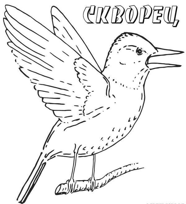 Раскраска птицы Воробей