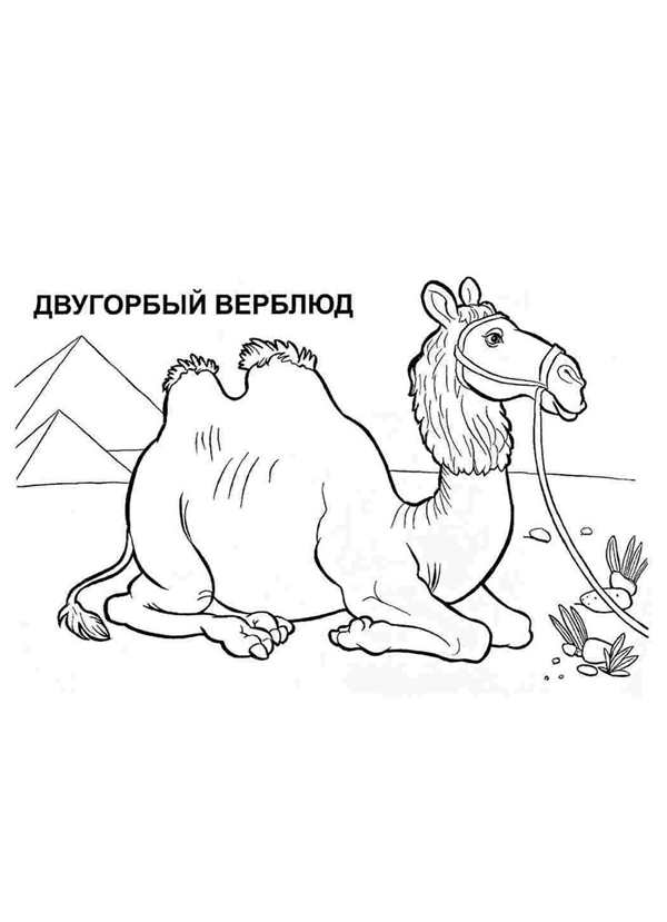 Верблюд в красках интерактивная раскраска