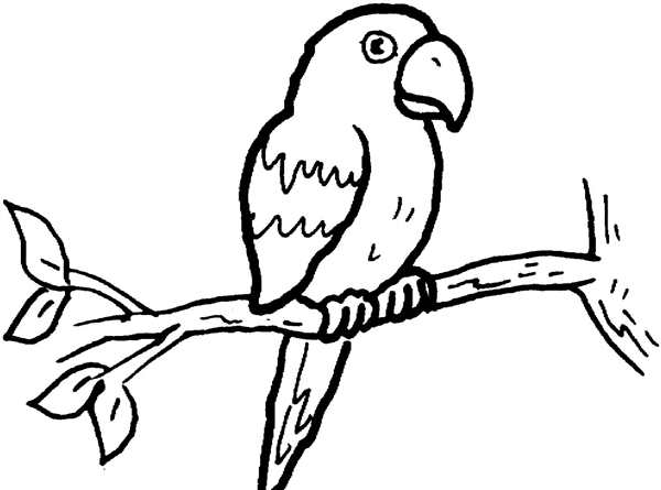 Parrot outline