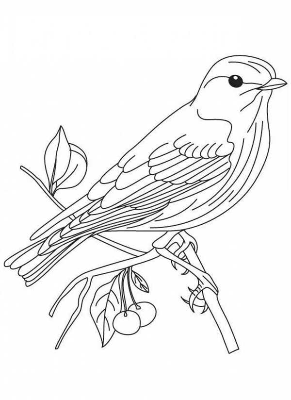 Птицы. Раскраска